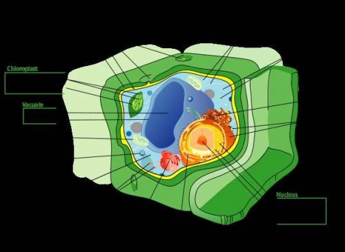 I DONT KNO THE 13 parts of a plant cell