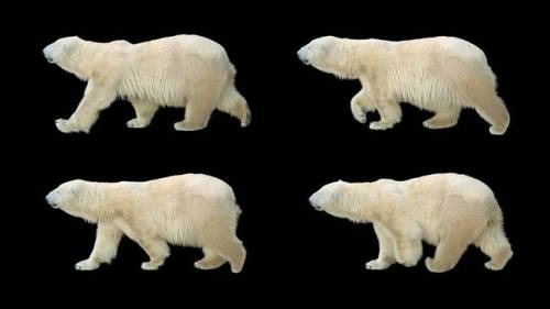 Which BEST describes what is pictured here?

Polar bear walking on a black background.
a bear-them