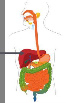 Which exocrine gland is indicated by the arrow? pancreas salivary glands liver lacrimal glands