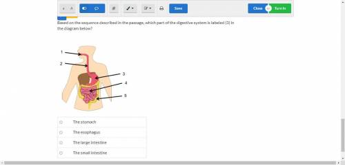 Science

Based on the sequence described in the passage, which part of the digestive system is lab