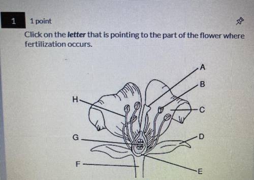 Guys please help!! What part of the flower where fertilization occurs?