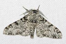 Before the beginning of the Industrial Revolution, most peppered moths found in and around Manchest
