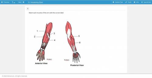Match each muscles of the arm with the correct label.

Brachioradialis
Palmaris Longus
Extensor Ca