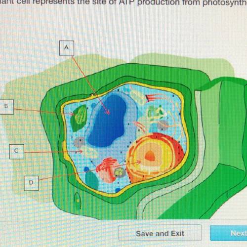 Which structure in this plant cell represents the site of ATP production from photosynthesis?

А
B