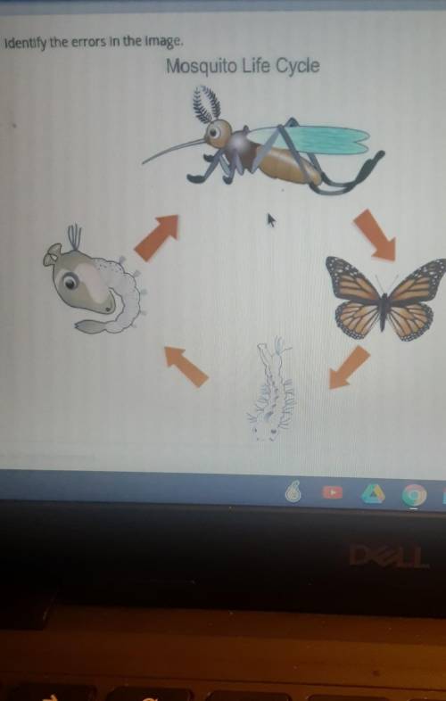 Select all the correct answers. Identify the errors in the image. Mosquito Life Cycle All rights re