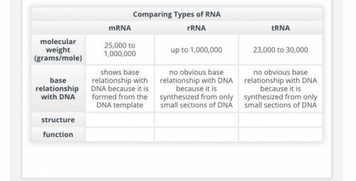 Compare the three types of RNA. Note significant similarities and differences. Use the table below