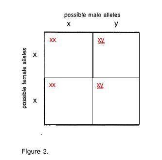 1. Fill in the Punnett Square, showing the kinds of offspring (male or female) that are possible.
