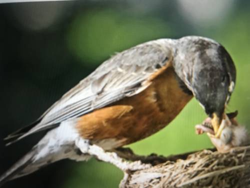 The image show a robin feeding a baby bird. Explain how this picture shows the reproductive strateg