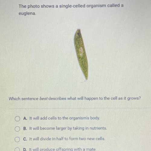 The photo shows a single-celled organism called a

euglena.
Which sentence best describes what wil