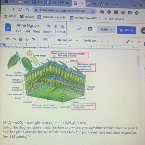 How does photosynthesis take place in plants?NEED HELP ASAP
