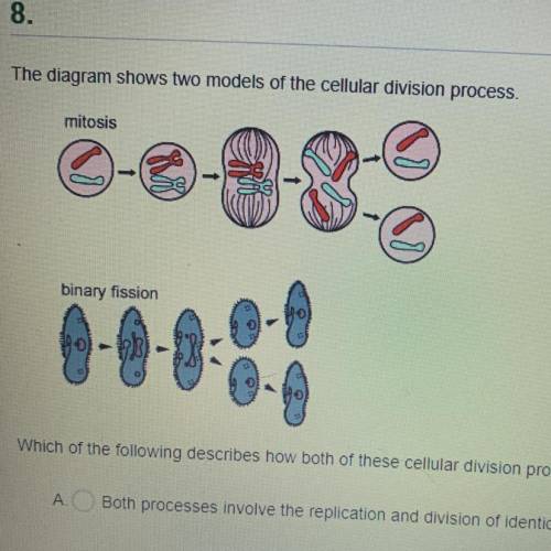 Which of the following describes how both of these cellular division processes maintain genetic con