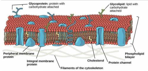 Need rn

What macromolecules make up the cell membrane? Based on the information you have fro