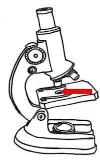 Name the part of the microscope.