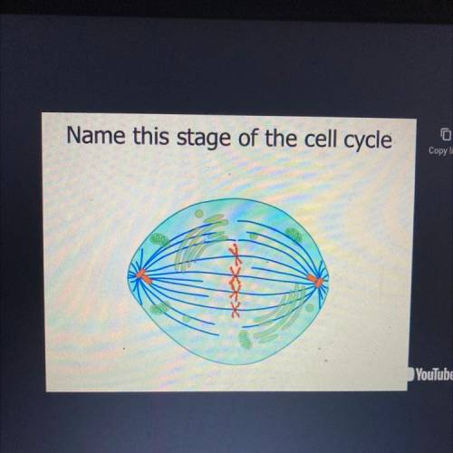 Name this stage of the cell cycle
A) prophase
B) Metaphase
C)interphase
D)telophase