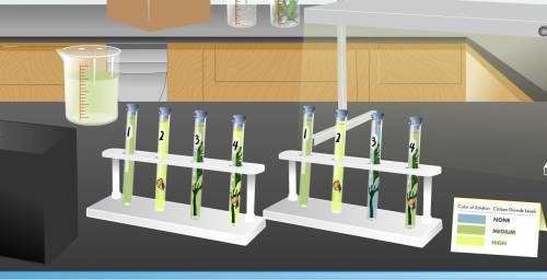 I put snails and Elodea plants into test tube bottles that contains Bromothymol Blue. The left four