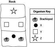 The diagram below shows the layers in a rock having a brachiopod:

Which statement about the rock
