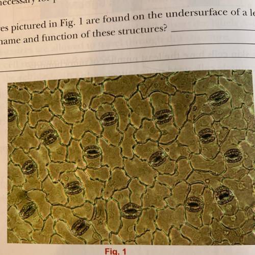 The structures pictured in Fig. 1 are found on the undersurface of a leaf.

What is the name and f