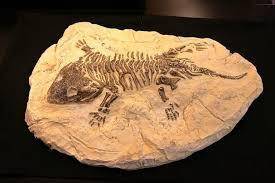 Can get BRAINIEST
what animal fossil is this