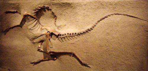 First to answer gets BRAINIEST
what animal fossil is this