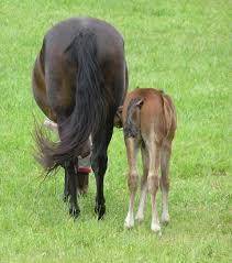 i think she is a proud mother, the foal is doing fine same with her mother im so happy they are doi