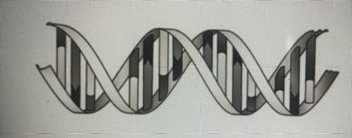 Question 1 (2 points)

What does the illustration below represent? 
RNA
Uracil
Monomer
DNA