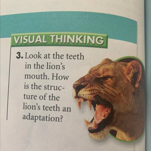 Look at the teeth in the lions mouth. how is the structure of the lions teeth an adaptation

will