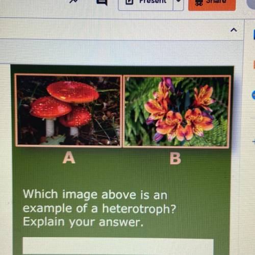 HELPPPsms

А
B
Which image above is an
example of a heterotroph?
Explain your answer.