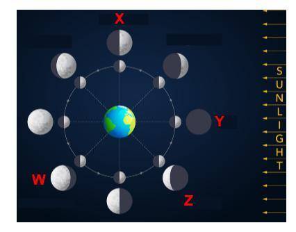 The diagram below shows the Earth, Sun, and Moon system.

different phases of the Moon shown aroun