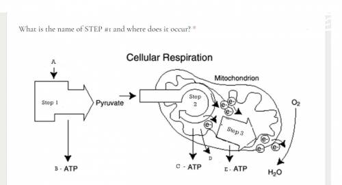 What is the name of STEP #1 and where does it occur?

1) Krebs cycle in the mitochondria 
2) Calvi