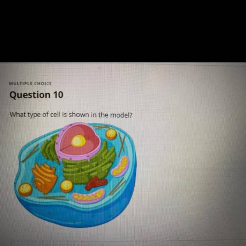 What type of cell is shown in the model?

A. Bacterial cell 
B. Eukaryotic cell
C. Plant cell
D. P