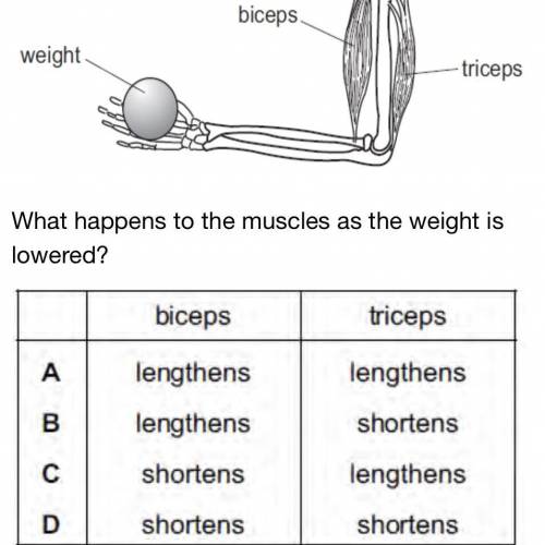 PLEASE HELP ME 
What happens to the muscles when the weight is lowered?
