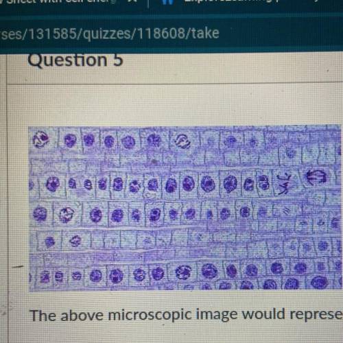 What would this represent?

a) multicellular, eukaryote, autotroph 
b) unicellular, eukaryote, aut