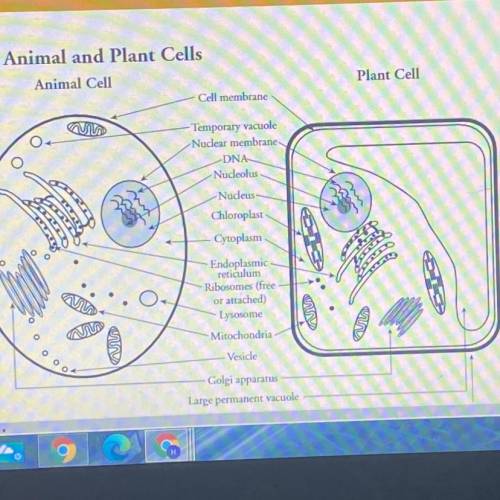 List the structure(s) that form the boundary between the inside and the outside of each cell in

M