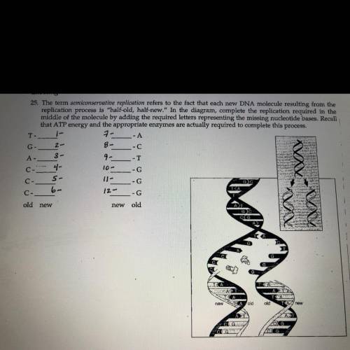 The term semiconservative replication refers to the fact that each new DNA molecule resulting from