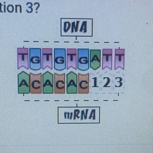 Need this asap!!!

The diagram below shows part of the process of DNA transcription. Which
mRNA ba