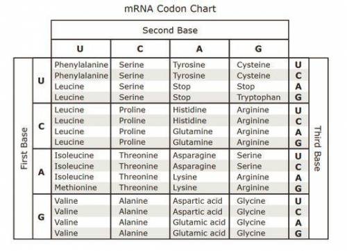 A sequence of a DNA template strand is shown.

3’ GGC ACC TTA GCA TTT 5’ 
Which of the following i