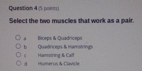 Helpp what two muscles work as a pair? answer asapp!?