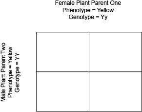 HELP! In pea plants, the gene for the color of the seed has two alleles. In the following Punnett s