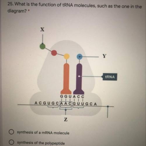 What is the function of tRNA molecules, such as the one in the diagram?

Synthesis of a mRNA molec