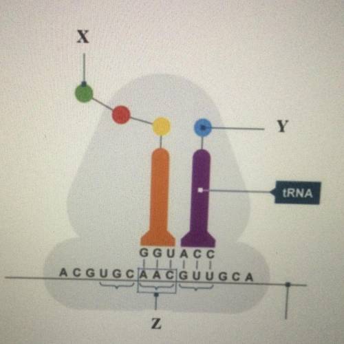 Identify the structure labeled Y in the diagram

Amino acid
rRNA
Codon
Anticodon