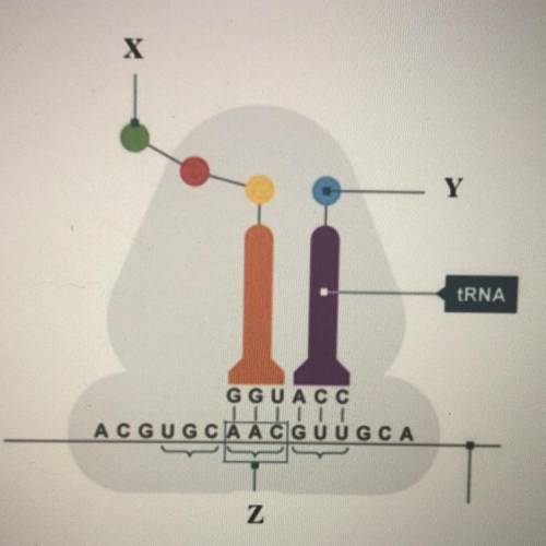 Identify the structure labeled X in the diagram

Polypeptide (protein) made up of amino acids
DNA
