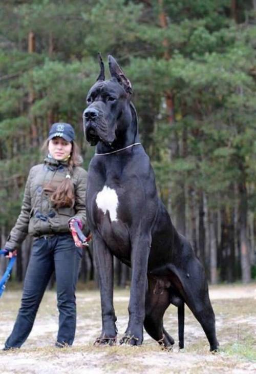 this is how big my puppies will get i have one coming for me they are only three months and are as