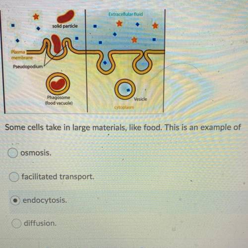Some cells take in large materials, like food. This is an example of

A. osmosis.
B. facilitated t