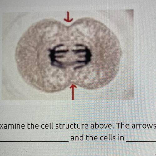 Examine the cell structure above. The arrows are pointing to the

and the cells in
A) cleavage fur