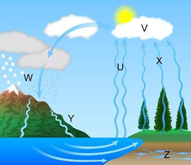 The diagram illustrates the water cycle.

Parts of the water cycle labeled U through Z. U: Water m