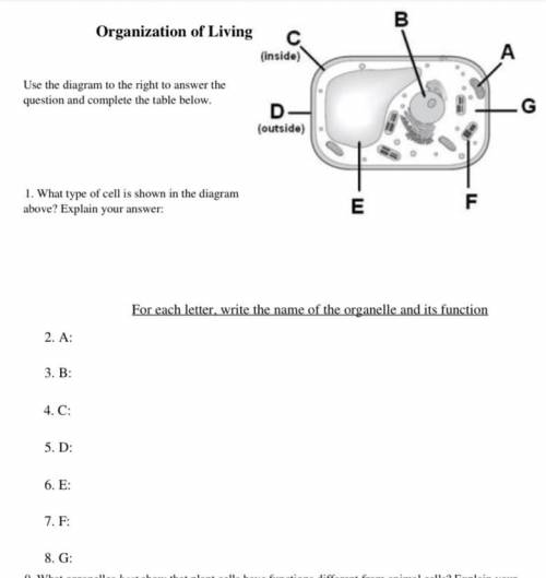 Organization of Living Things Unit Study Guide [1]
