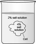 The diagram below shows a cell placed in a solution.

What will most likely happen to the cell?
It