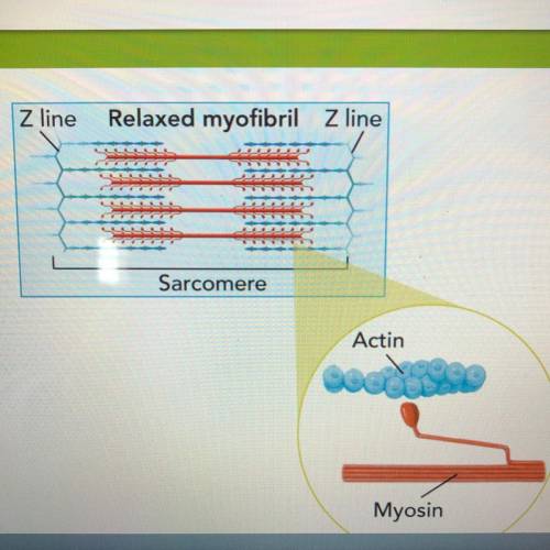 Plz help me with this question below

This image above shows an actin and a Myosin filament in a r