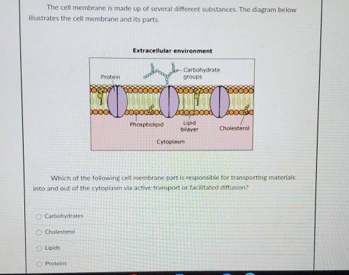 The cell membrane is made up of several different substances. The diagram below illustrates the cel