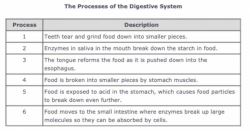 The table below describes some processes in which food is changed as it travels through the digesti